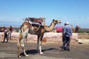 Essaouira Day Trip from Marrakech